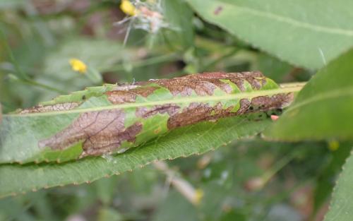 Réf. 289 101 : Clostera pigra